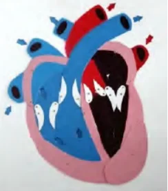 Сердечная систола, диастола и открытие и закрытие клапанов демонстрационная модель Продвинутой анатомии сердца человека Медицинский тренажер для обучения